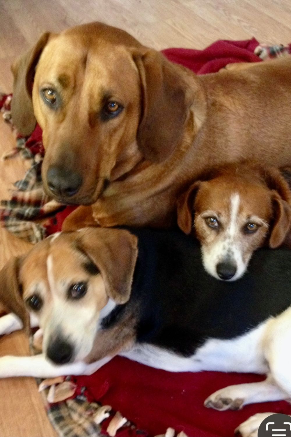 three-dogs-march-2025-original
