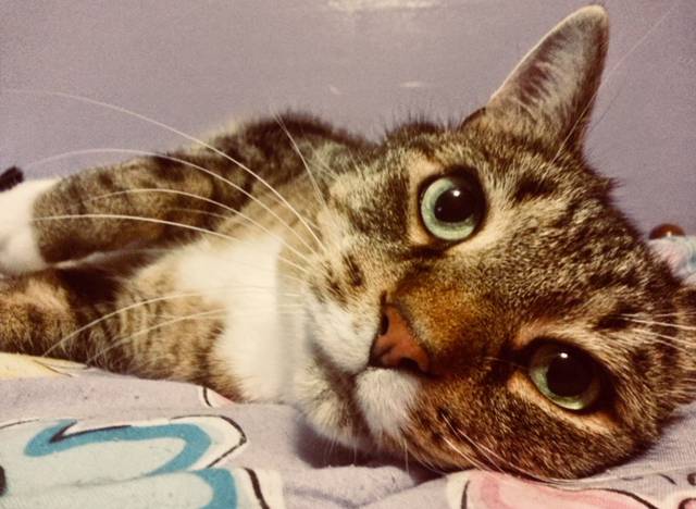 cat-featured-org-cropped cat-featured-org-cropped