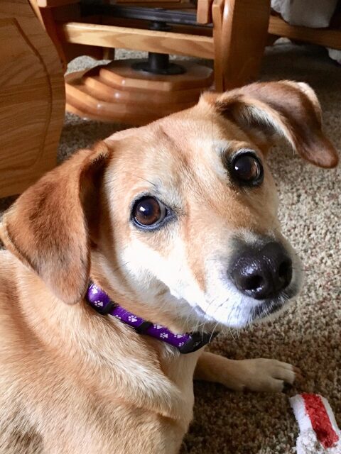 dog-featured-org-cropped dog-featured-org-cropped